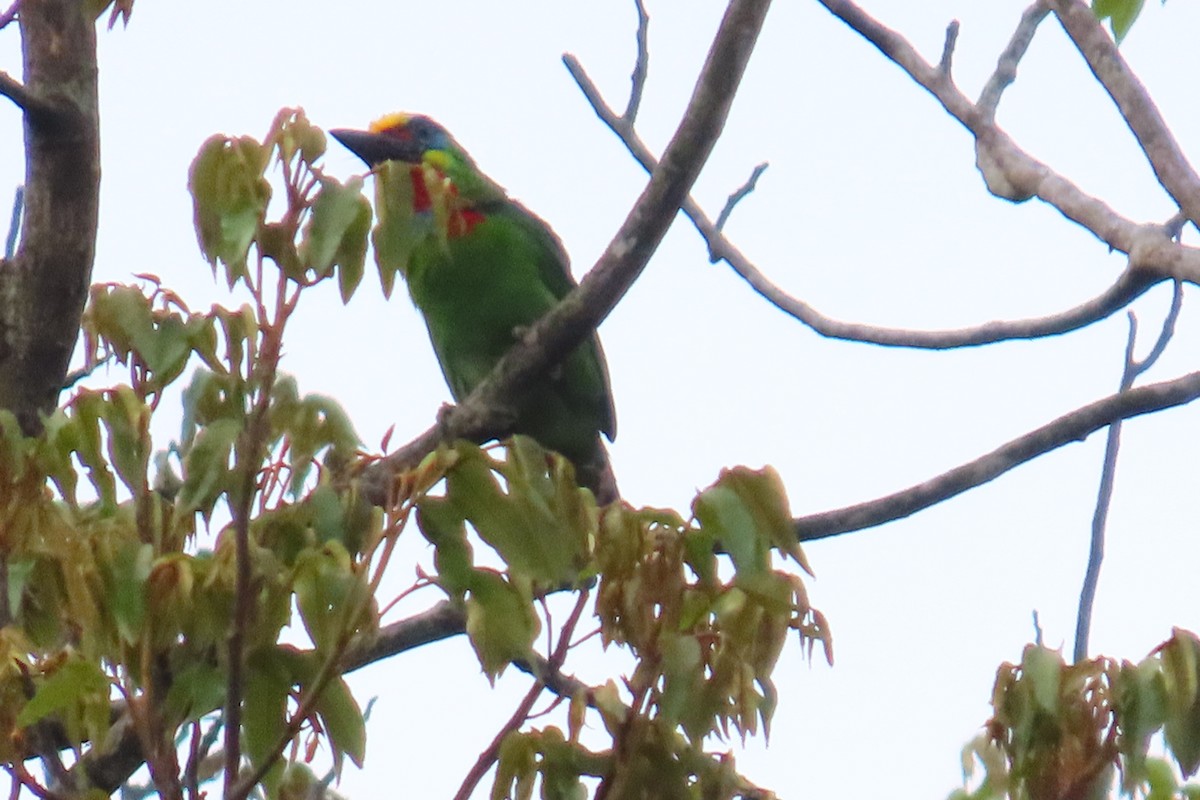Red-throated Barbet - ML619437165