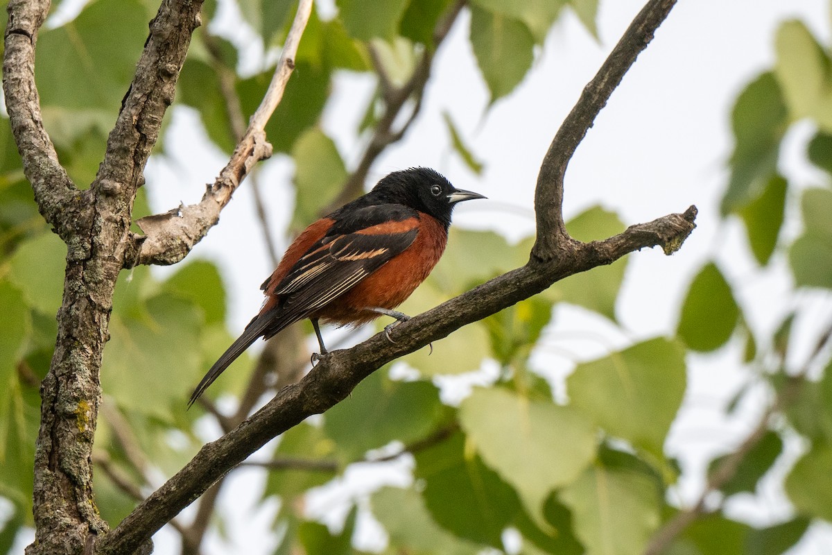 Orchard Oriole - ML619437176