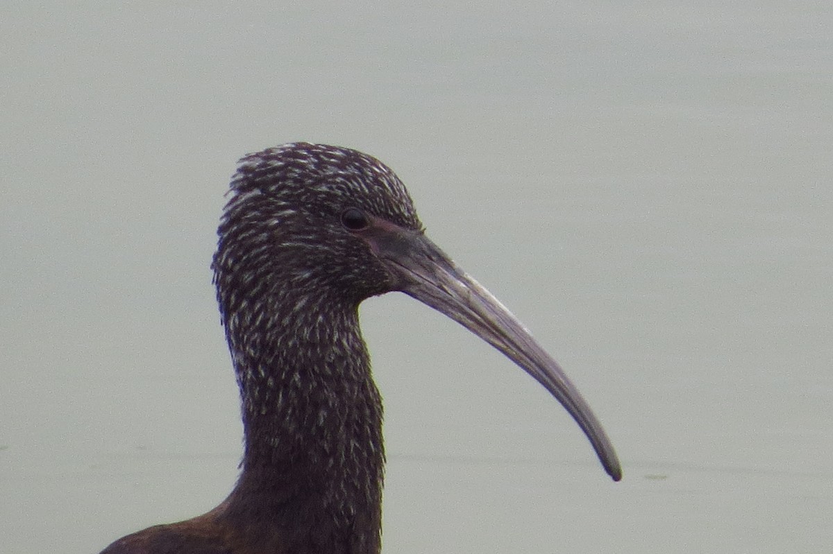 ibis andský - ML619437179