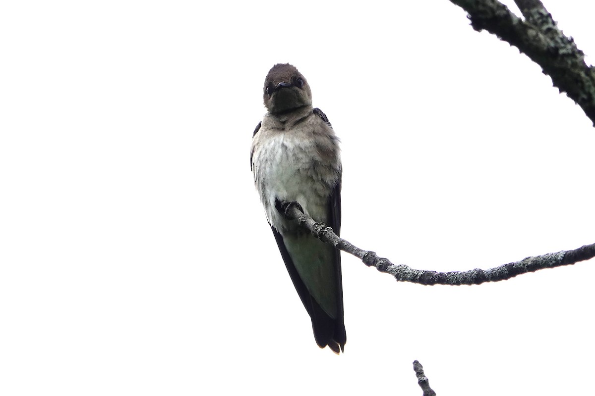 Northern Rough-winged Swallow - ML619437207