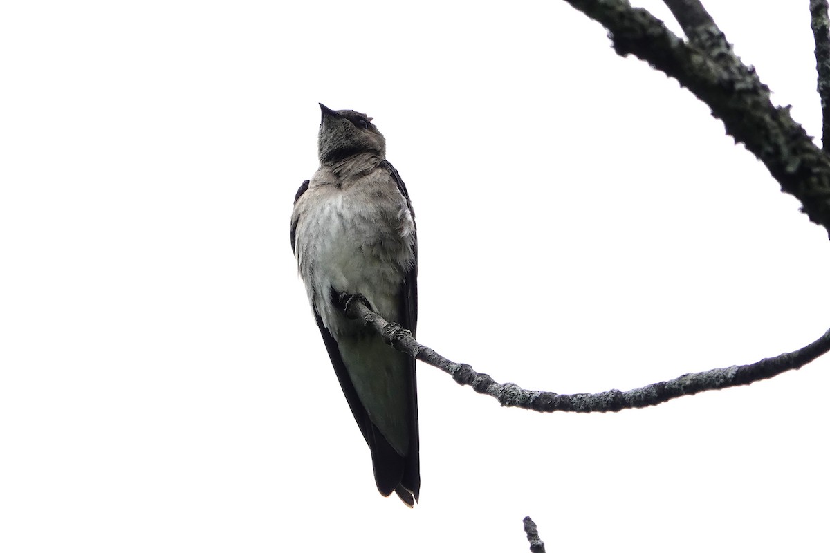 Northern Rough-winged Swallow - ML619437209