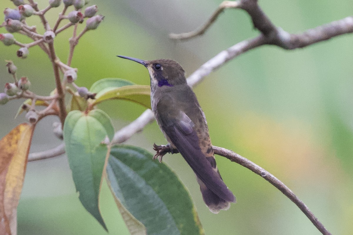 kolibřík fialovouchý - ML619437212