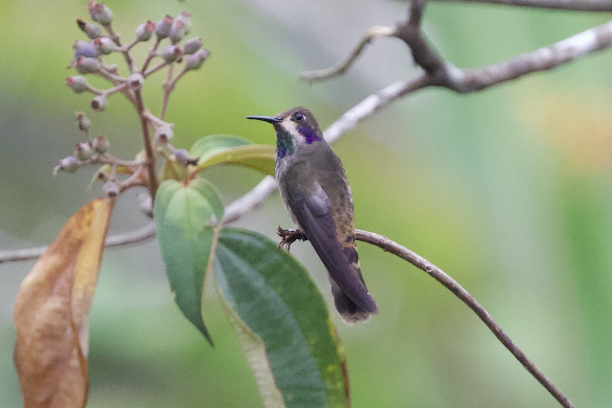 kolibřík fialovouchý - ML619437213