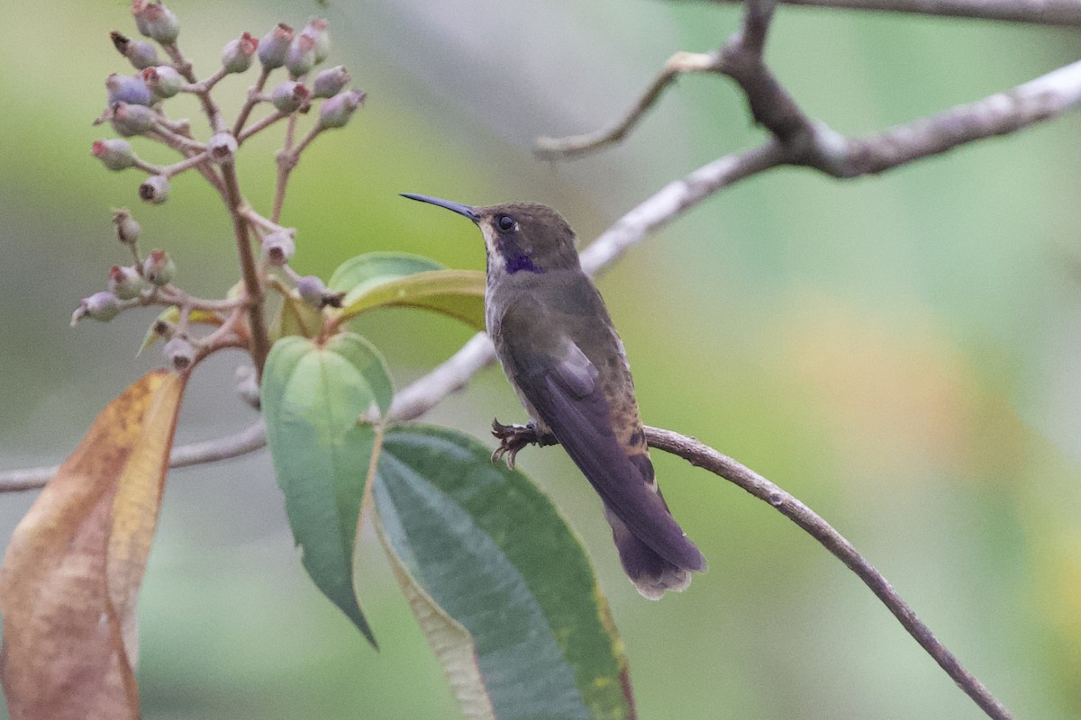 kolibřík fialovouchý - ML619437214
