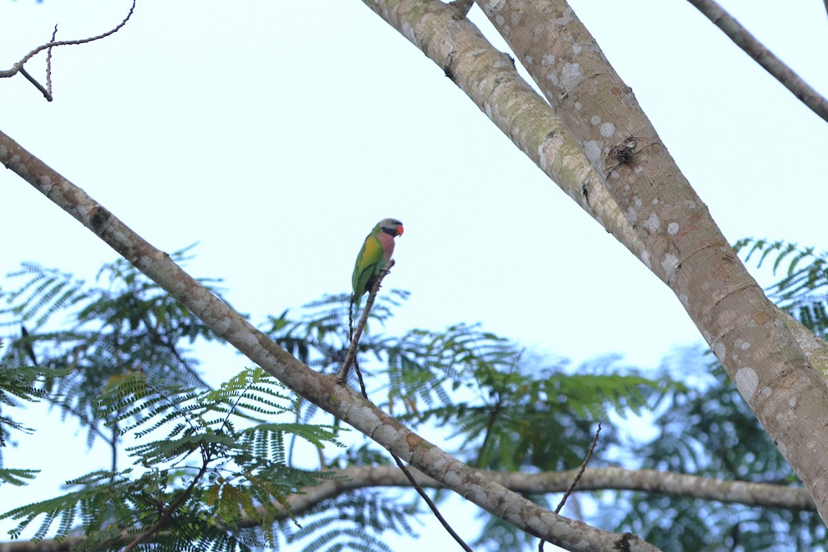 Red-breasted Parakeet - ML619437237