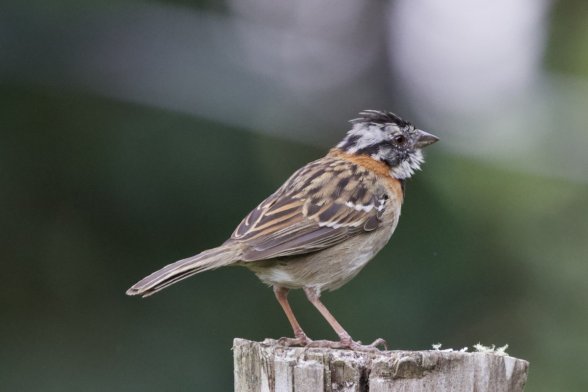 Rufous-collared Sparrow - ML619437280