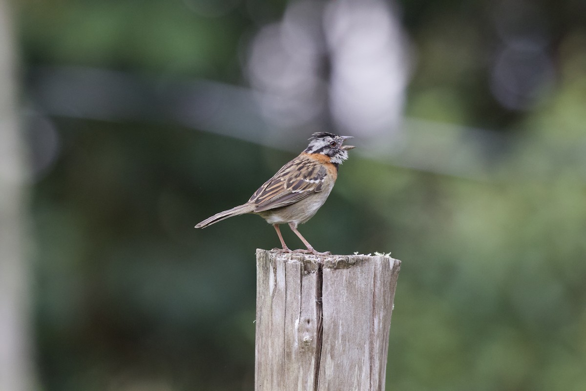Rufous-collared Sparrow - ML619437281