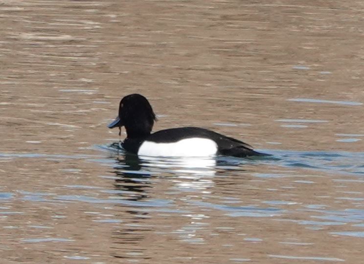 Tufted Duck - ML619437352