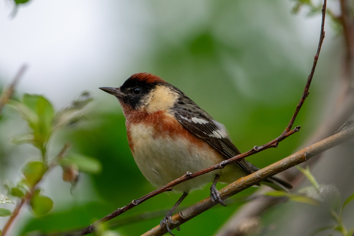Bay-breasted Warbler - ML619437443