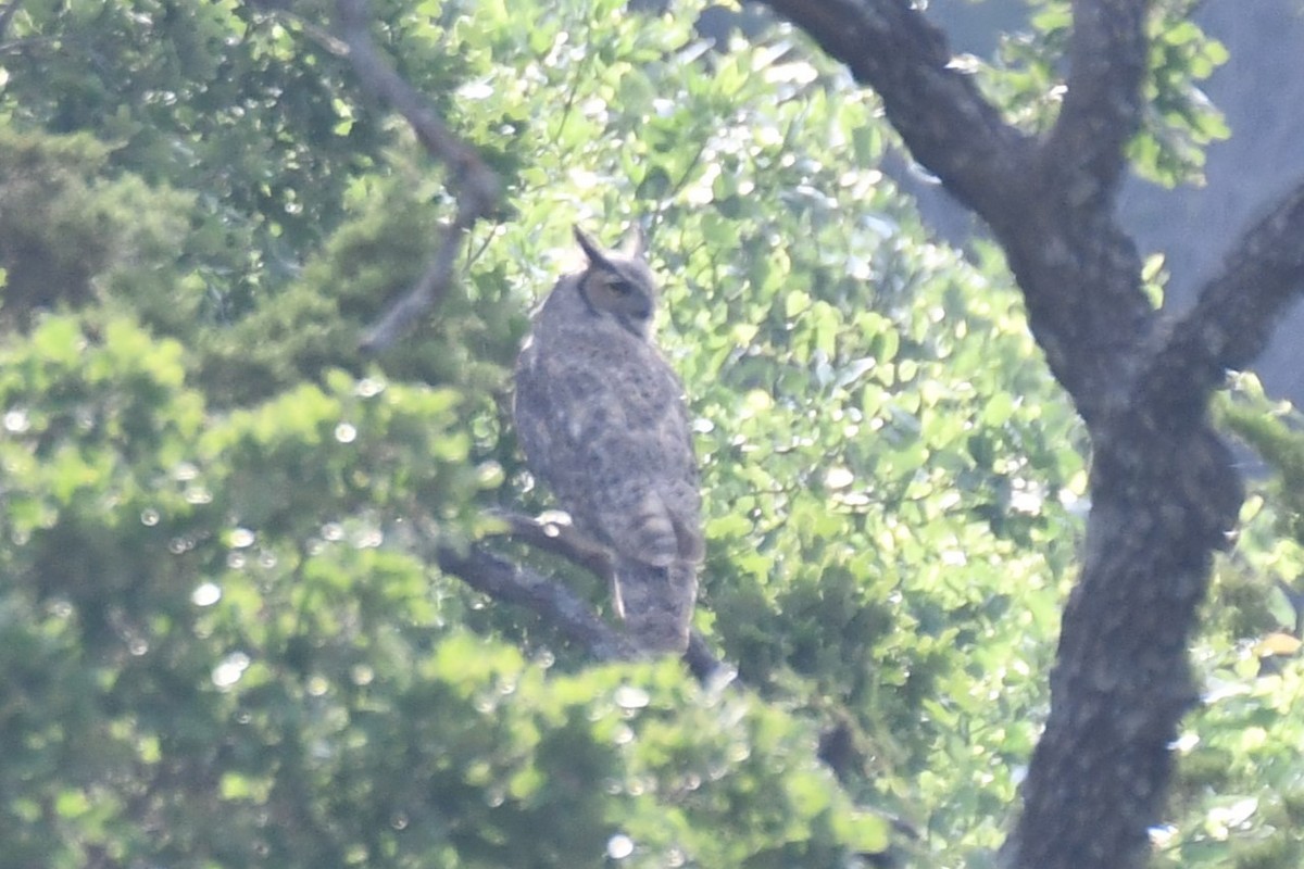 Great Horned Owl - ML619437451