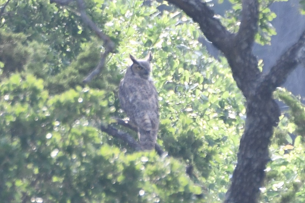 Great Horned Owl - ML619437452