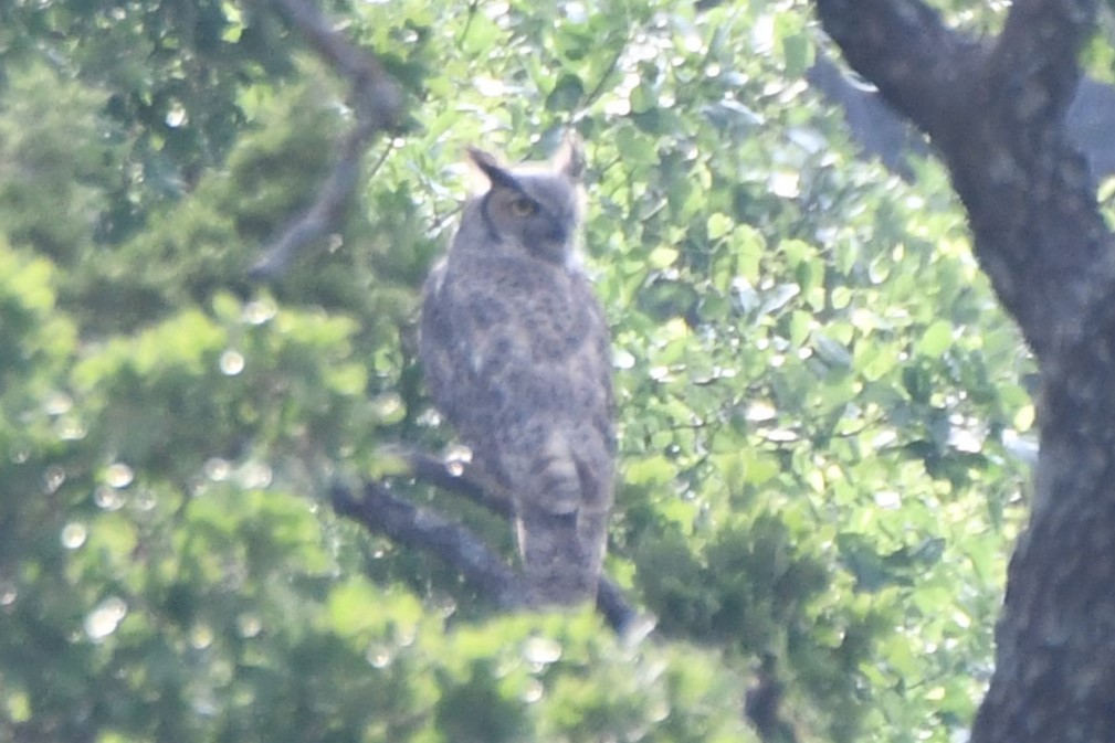 Great Horned Owl - ML619437453