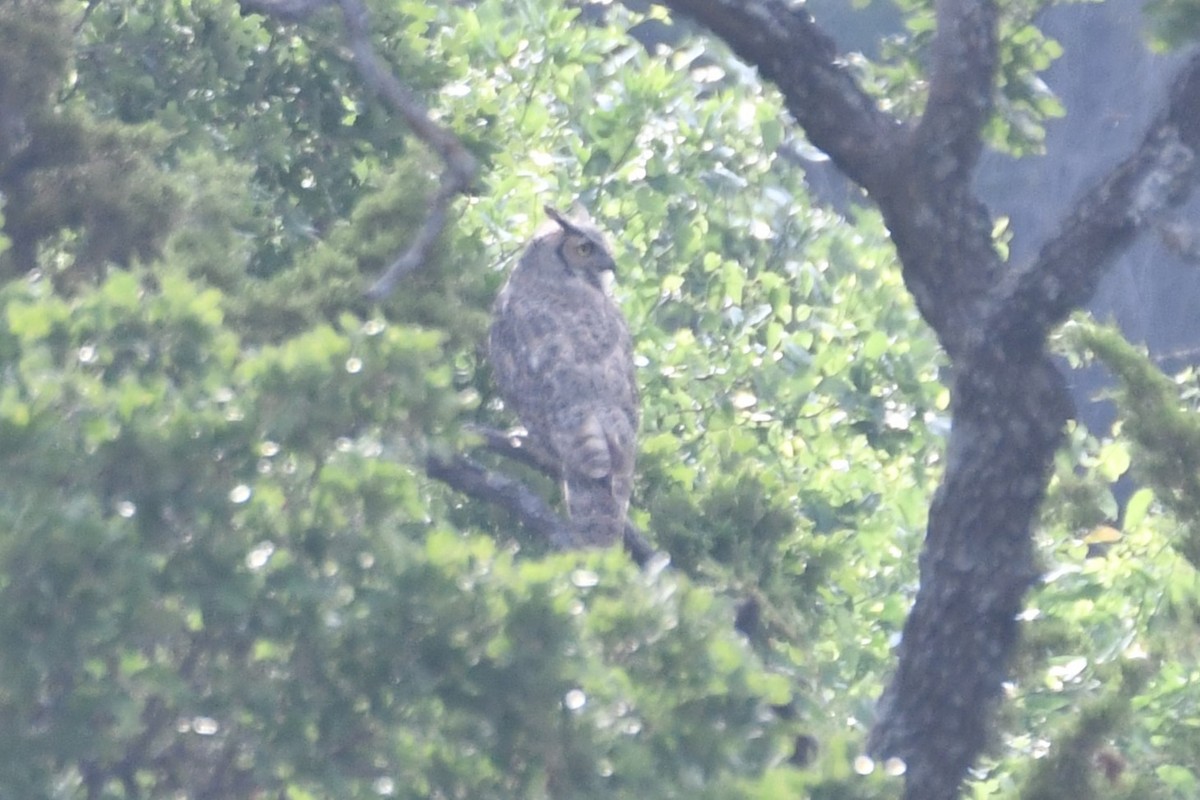 Great Horned Owl - ML619437454