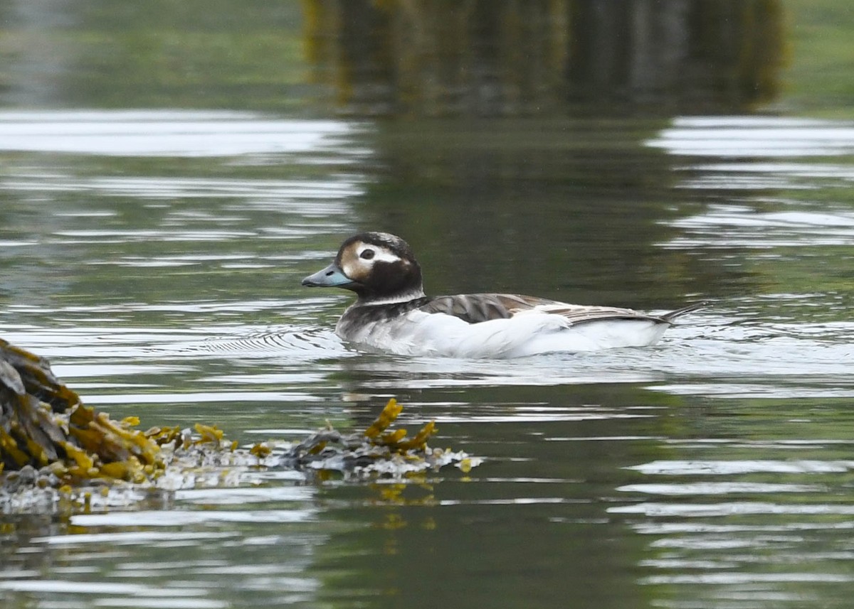 Long-tailed Duck - ML619437497