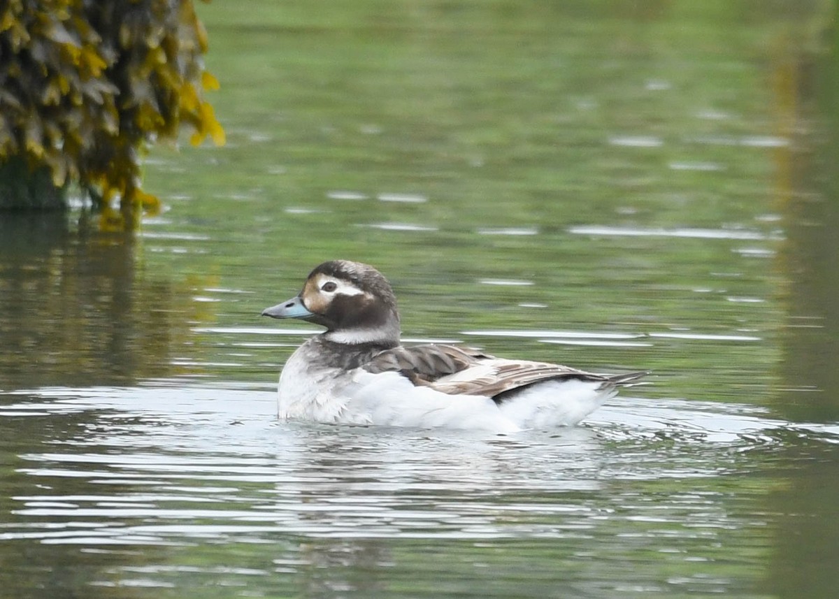Long-tailed Duck - ML619437498