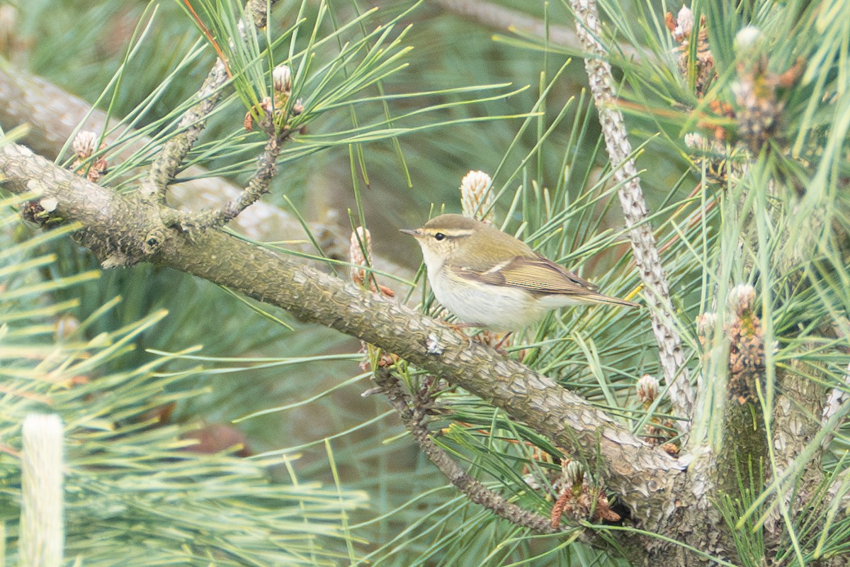 Yellow-browed Warbler - ML619437516