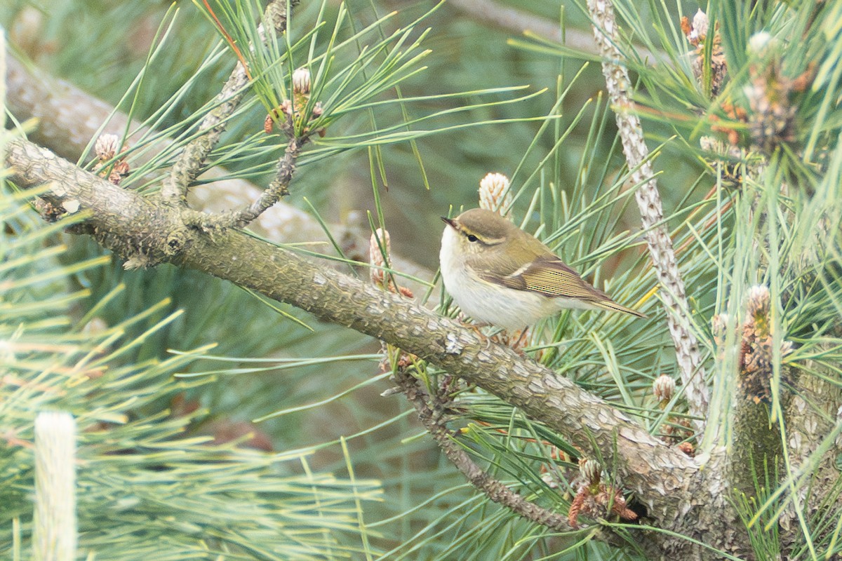 Yellow-browed Warbler - ML619437517