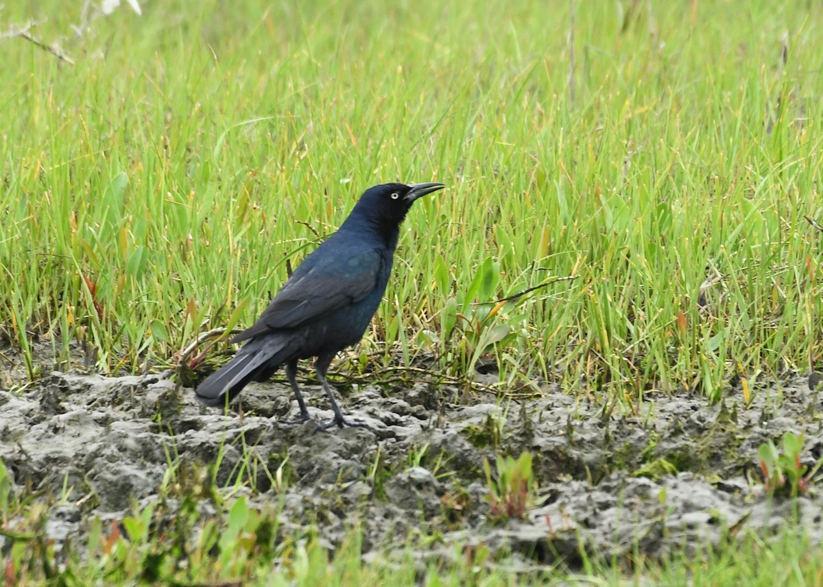 Boat-tailed Grackle - ML619437543