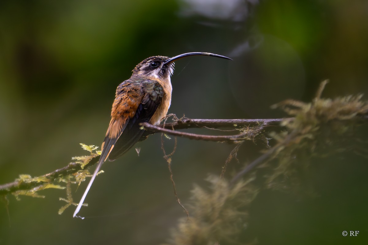 kolibřík dlouhoocasý - ML619437575