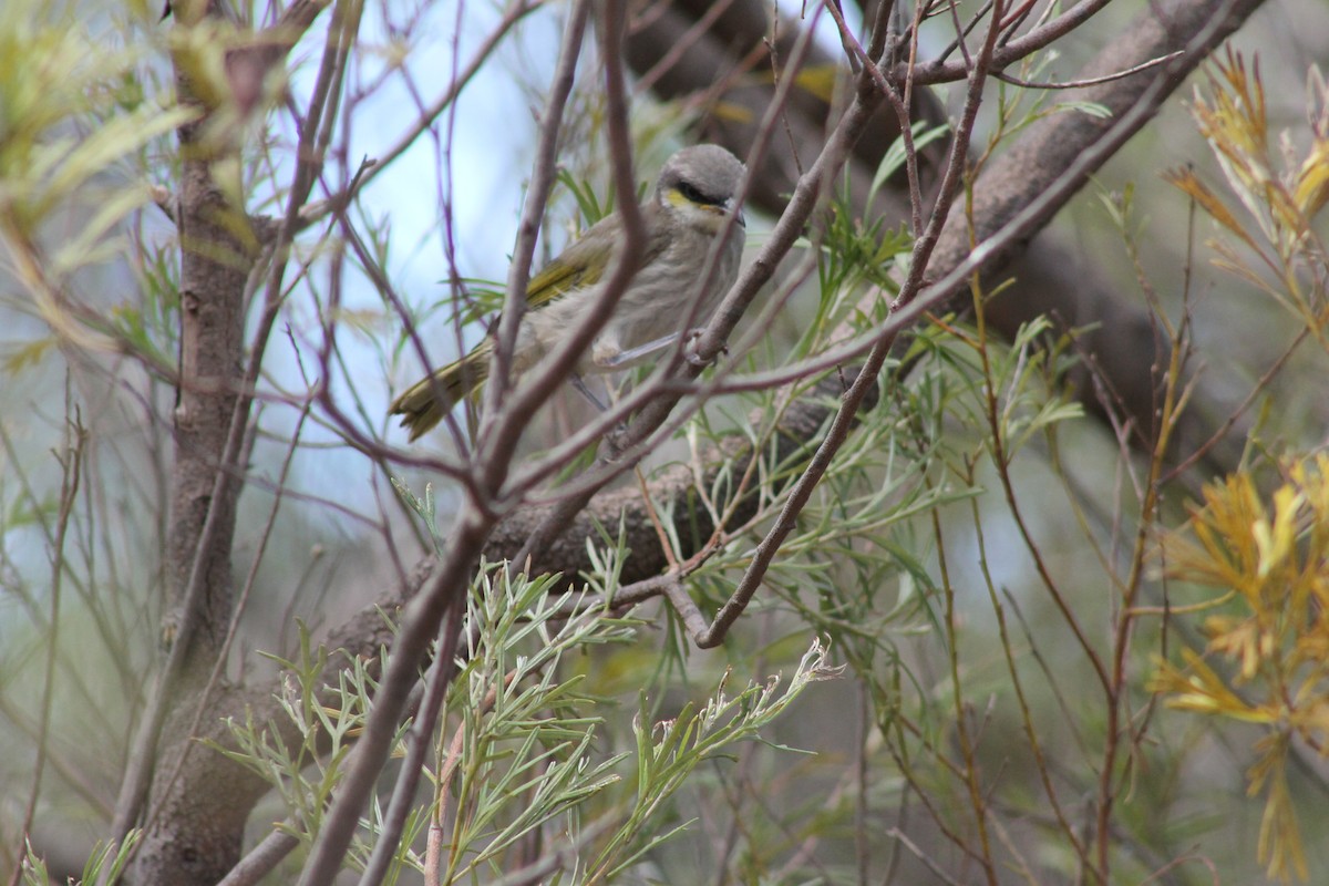 eBird Checklist - 19 Jan 2024 - Tomato Lake - 1 species