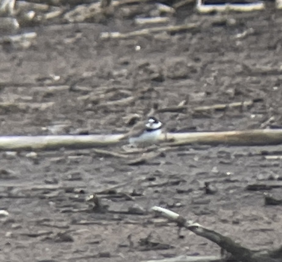 Semipalmated Plover - ML619437608