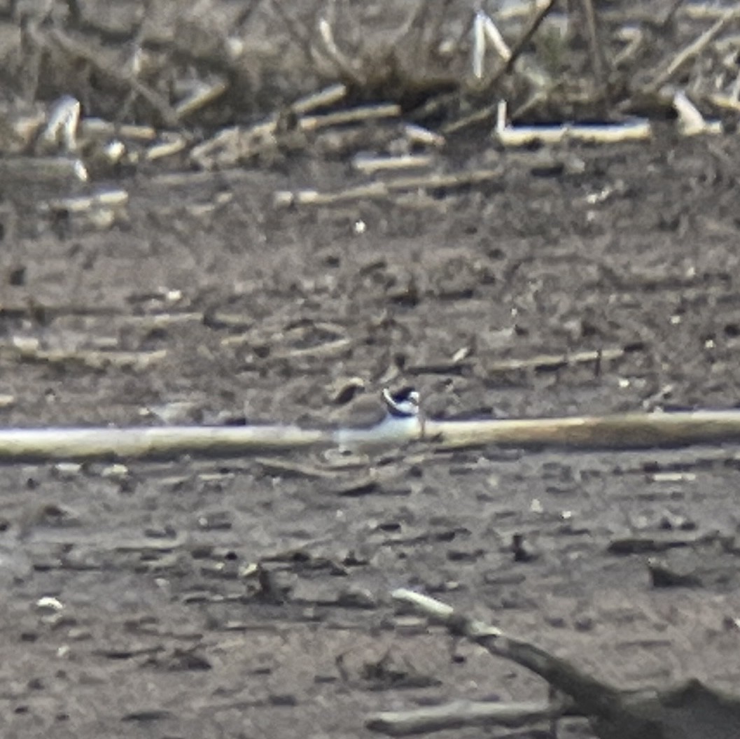 Semipalmated Plover - ML619437609