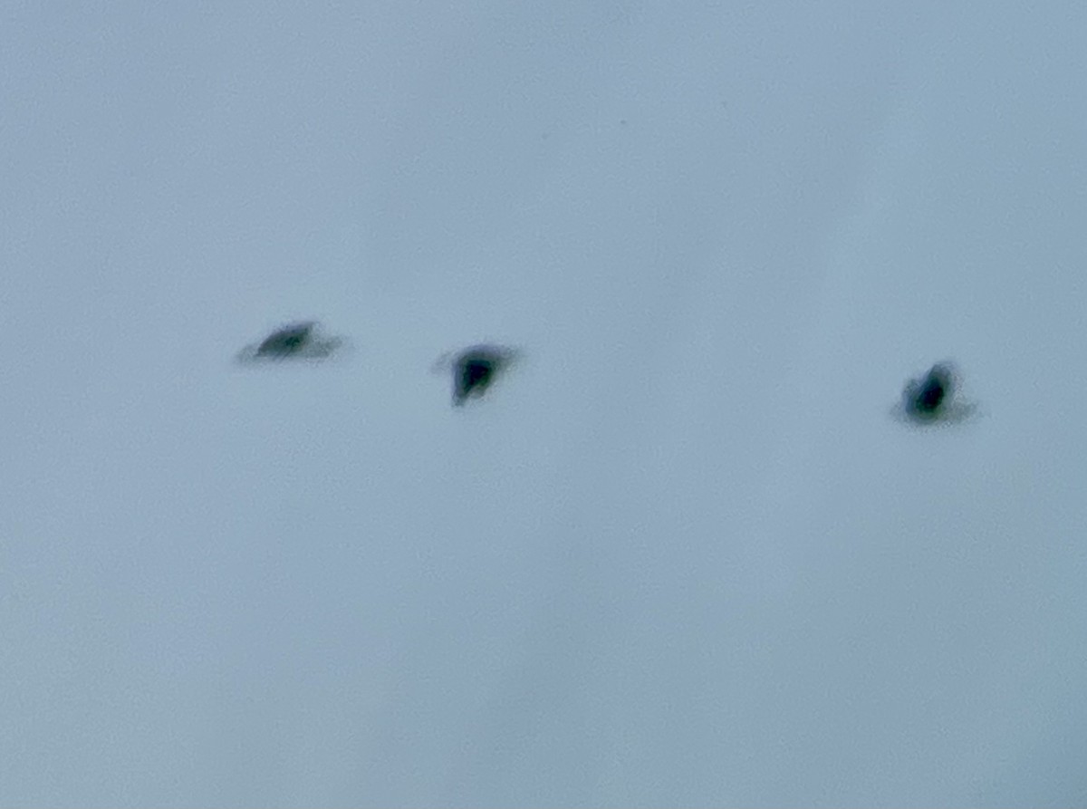 ibis hnědý - ML619437693