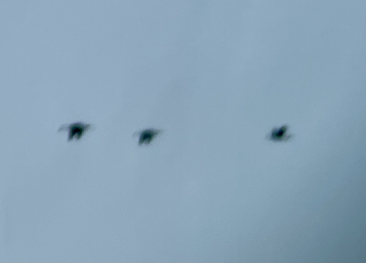 ibis hnědý - ML619437694