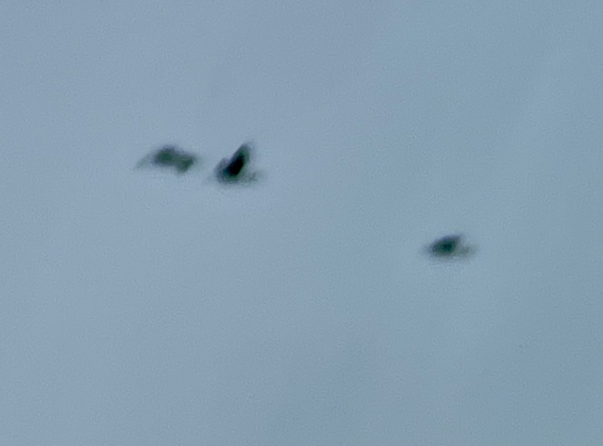 ibis hnědý - ML619437696