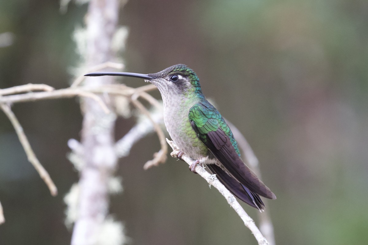 Talamanca Hummingbird - ML619437736