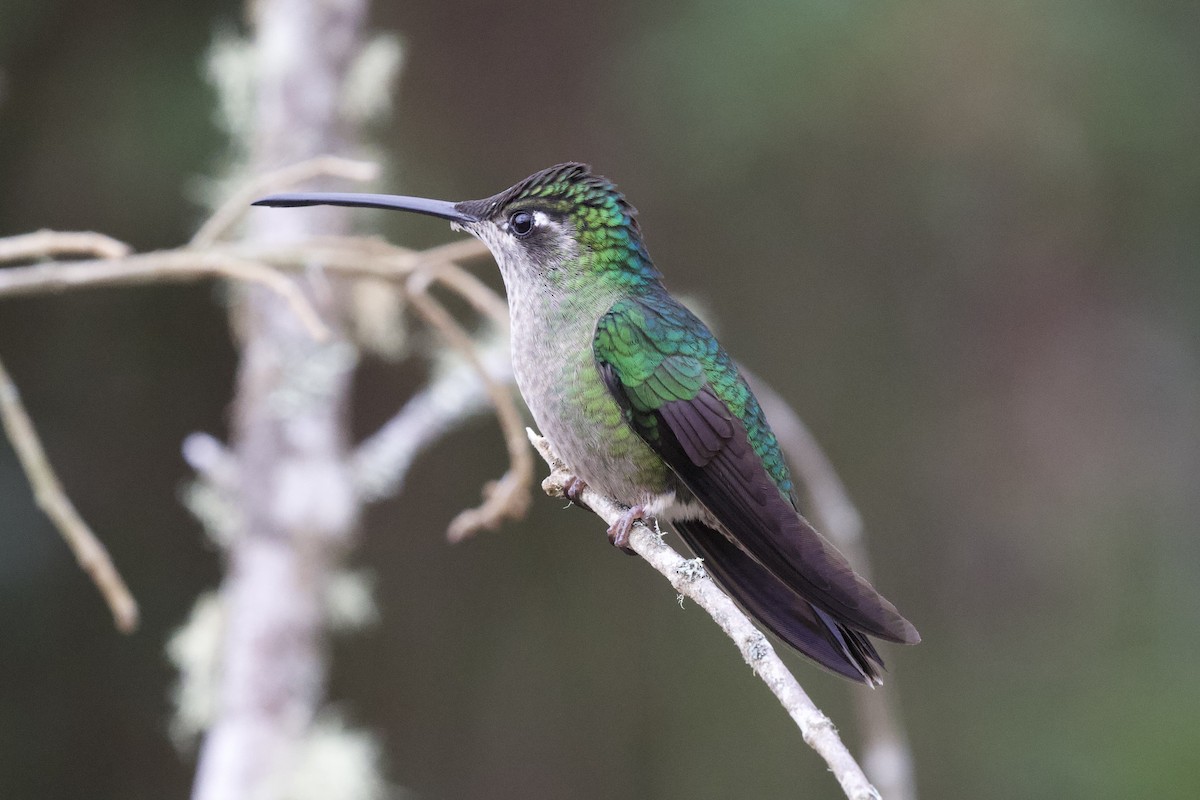 Talamanca Hummingbird - ML619437737