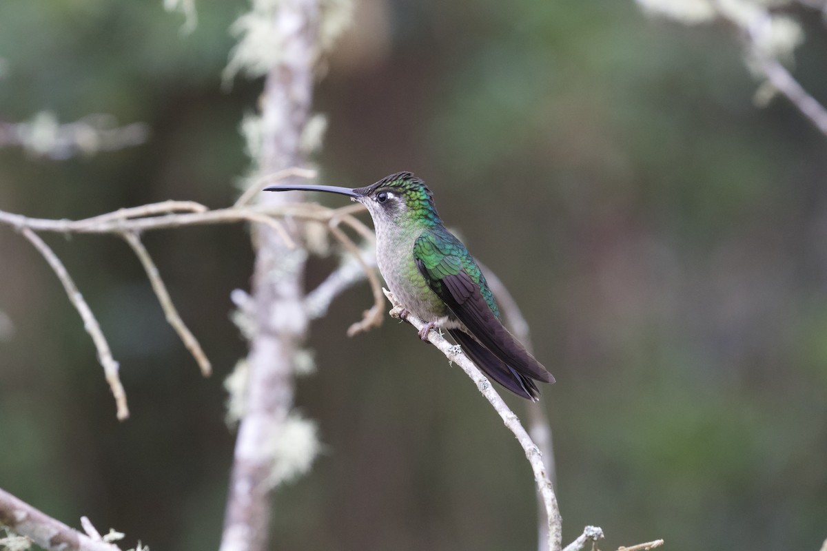 Talamanca Hummingbird - ML619437739