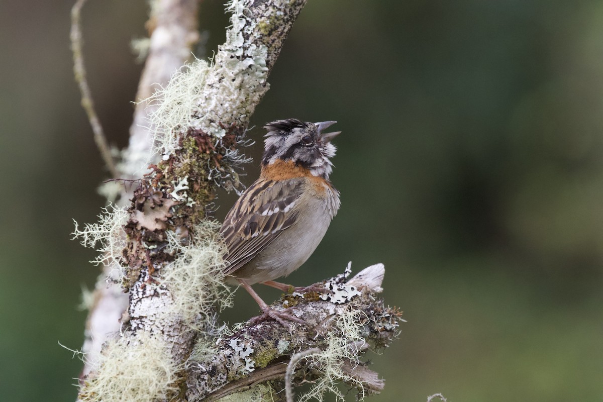 Rufous-collared Sparrow - ML619437756