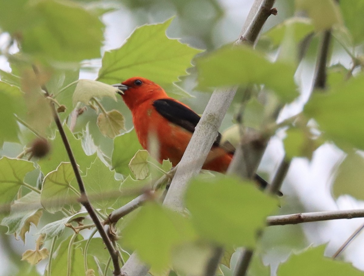 Scarlet Tanager - ML619437811