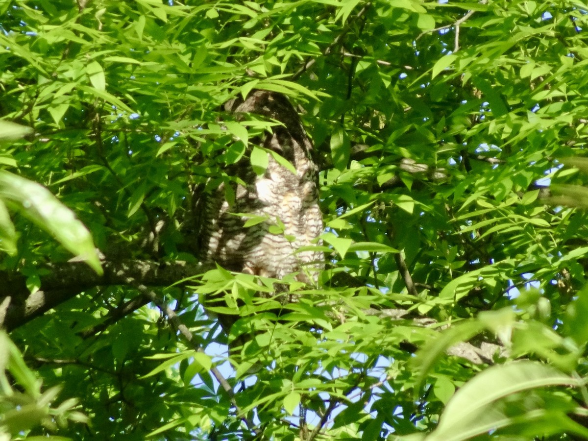 Great Horned Owl - ML619437892