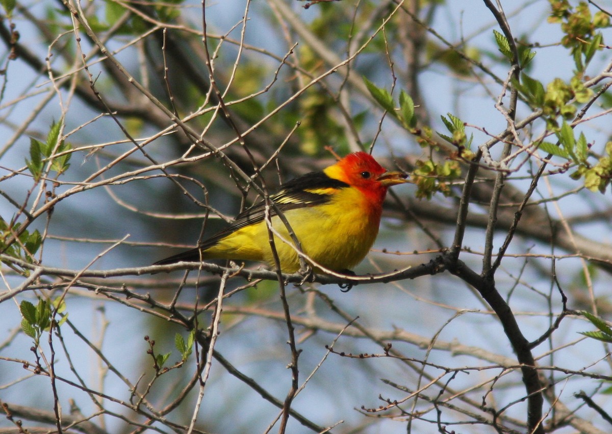 Western Tanager - ML619437895