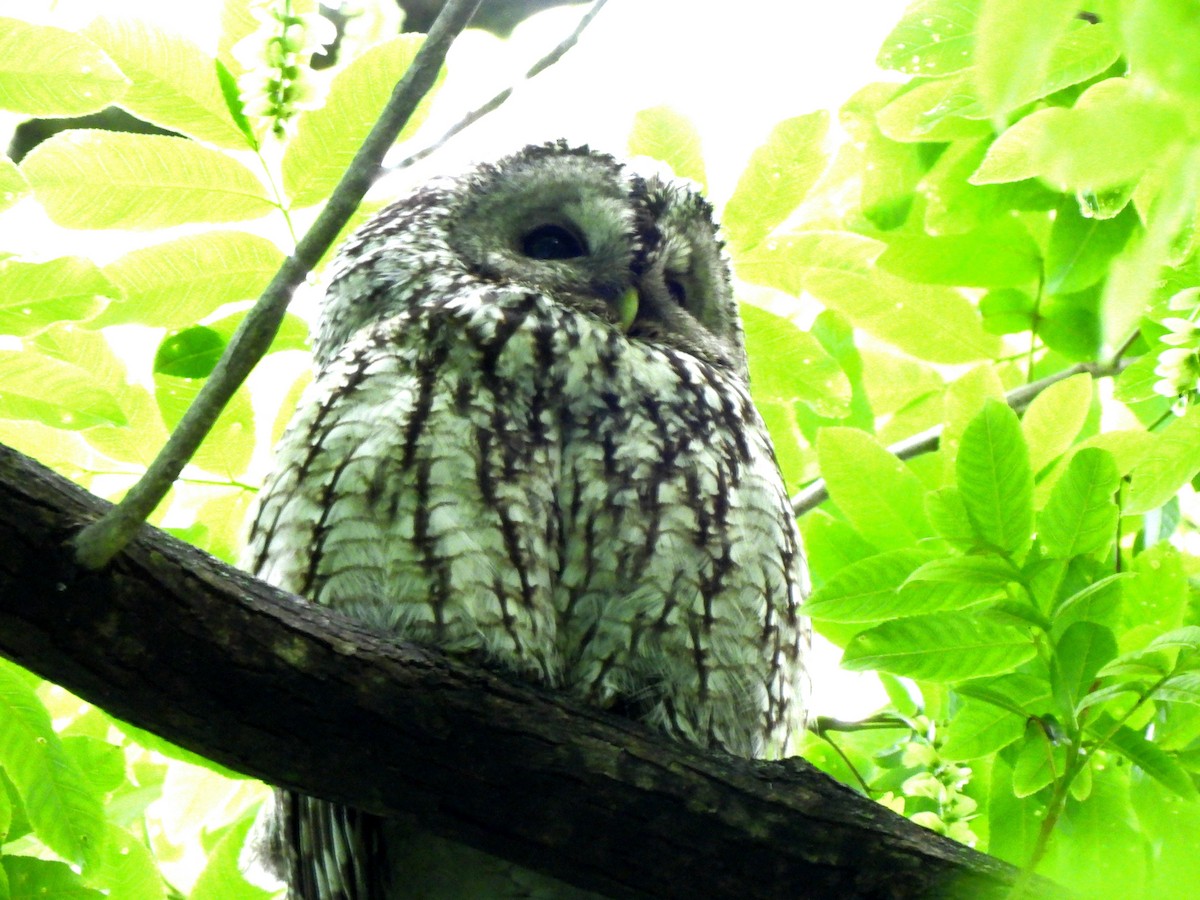 Himalayan Owl - ML619437905
