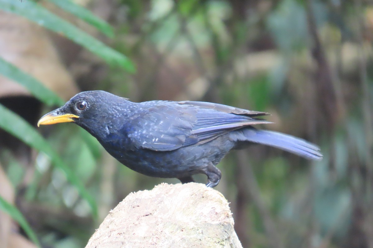Малайская синяя птица - ML619437934