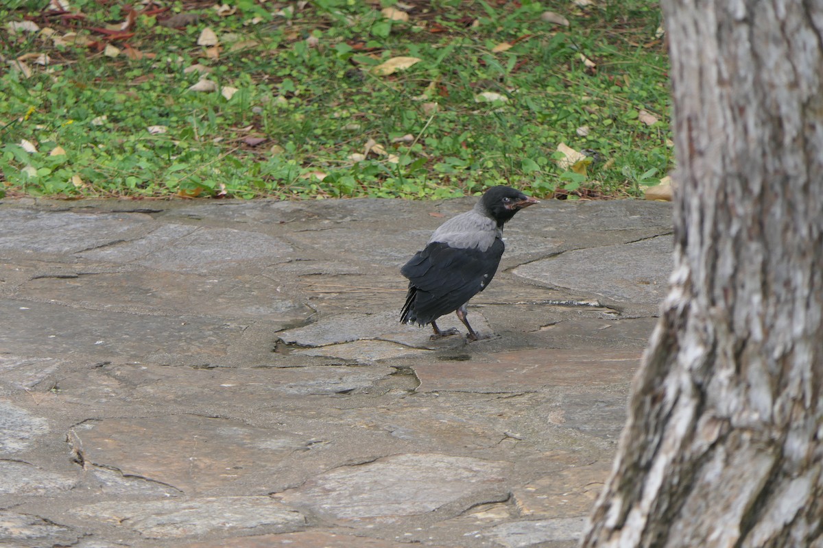 Hooded Crow - ML619437944