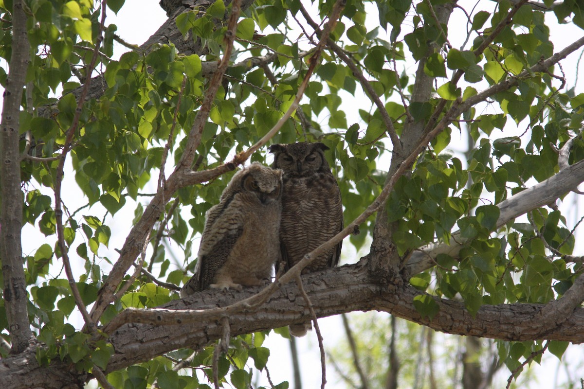 Great Horned Owl - ML619438001