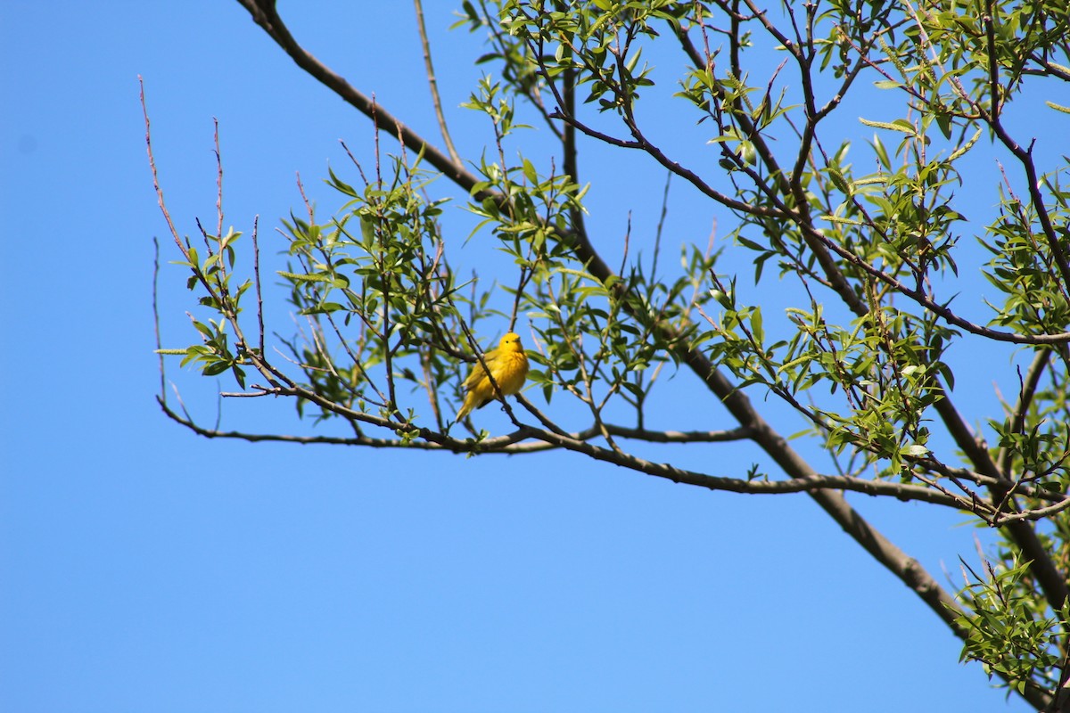 Yellow Warbler - ML619438004