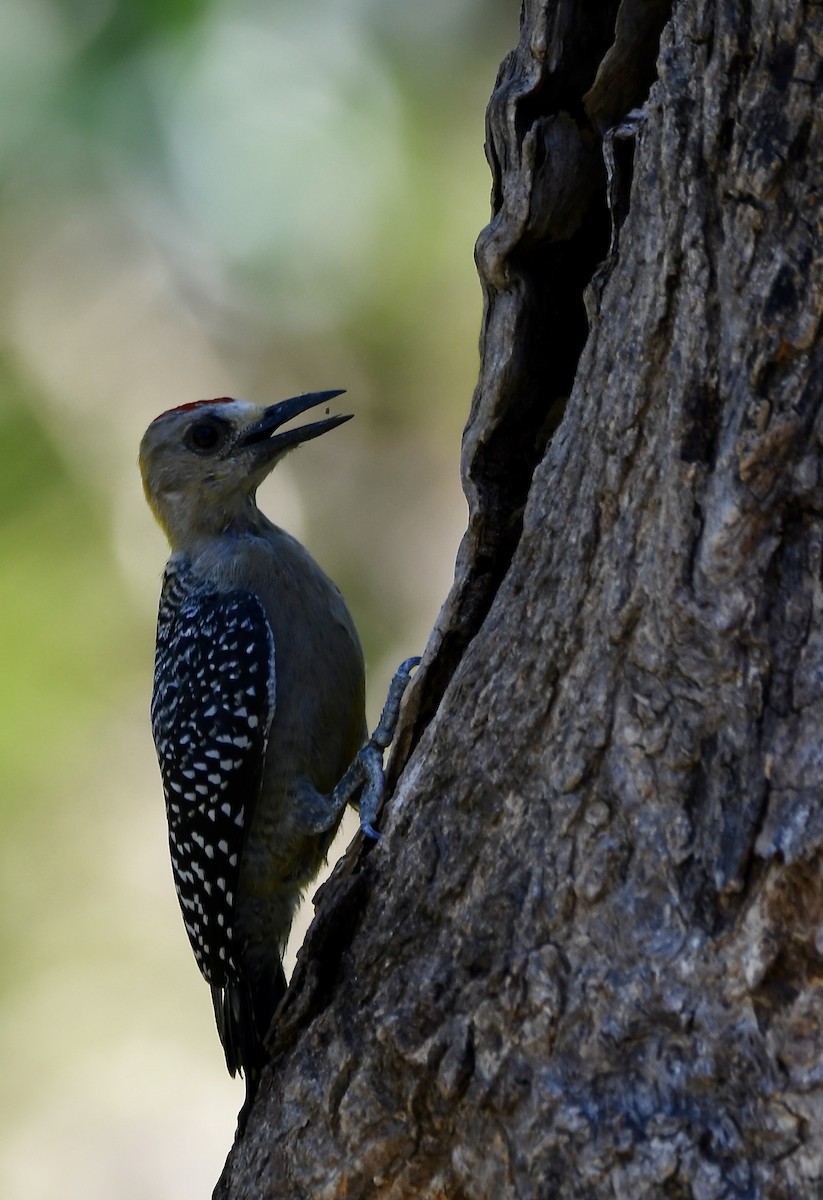 Red-crowned Woodpecker - ML619438019