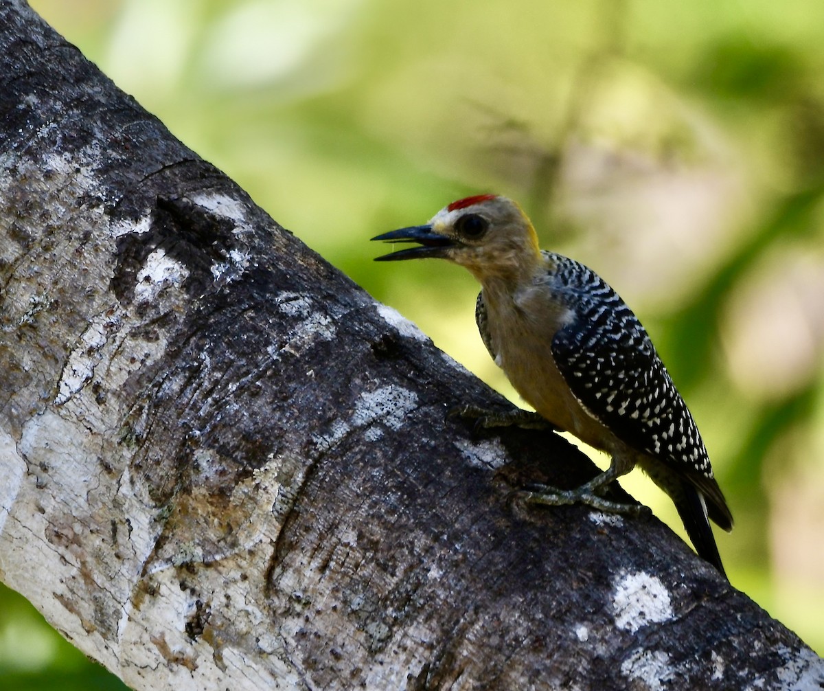 Red-crowned Woodpecker - ML619438021