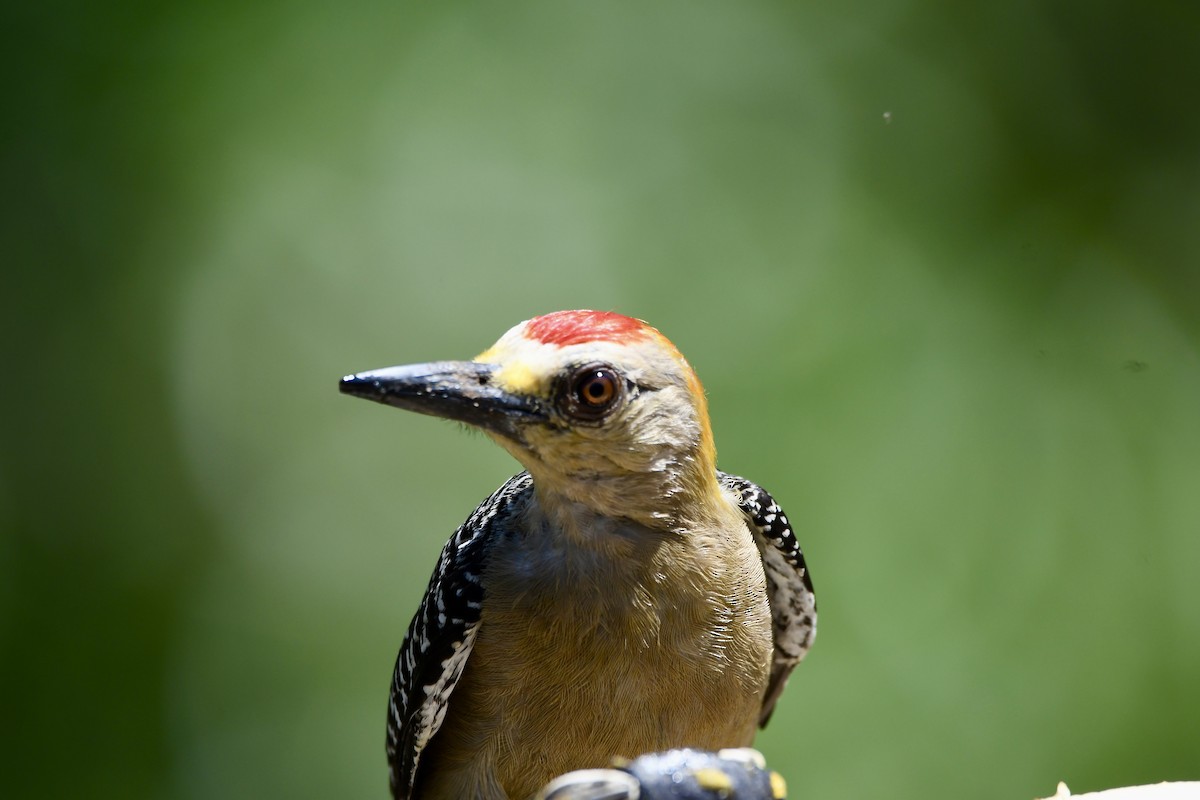 Red-crowned Woodpecker - ML619438022