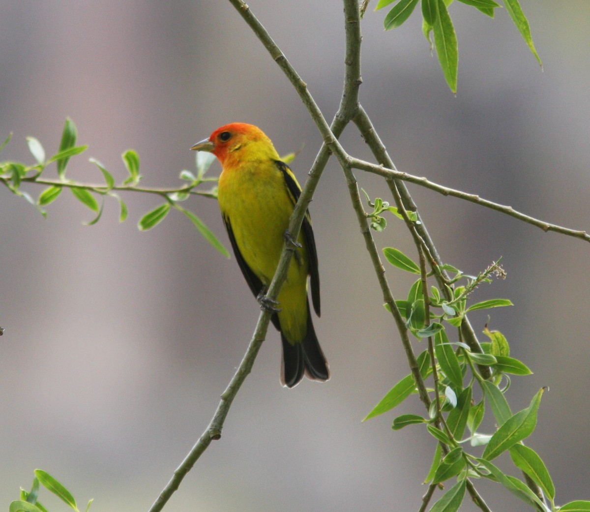 Western Tanager - ML619438031