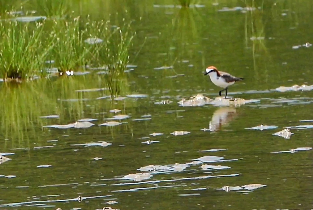 Red-capped Plover - ML619438061
