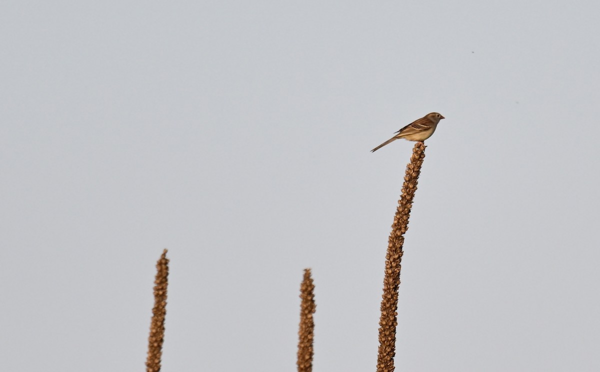 Field Sparrow - ML619438081