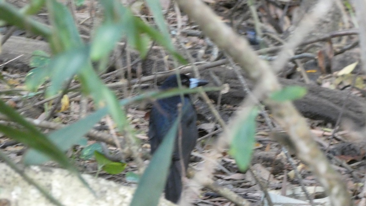 Чёрная флейтовая птица - ML619438084