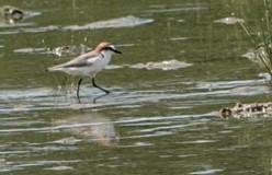 Red-capped Plover - ML619438086