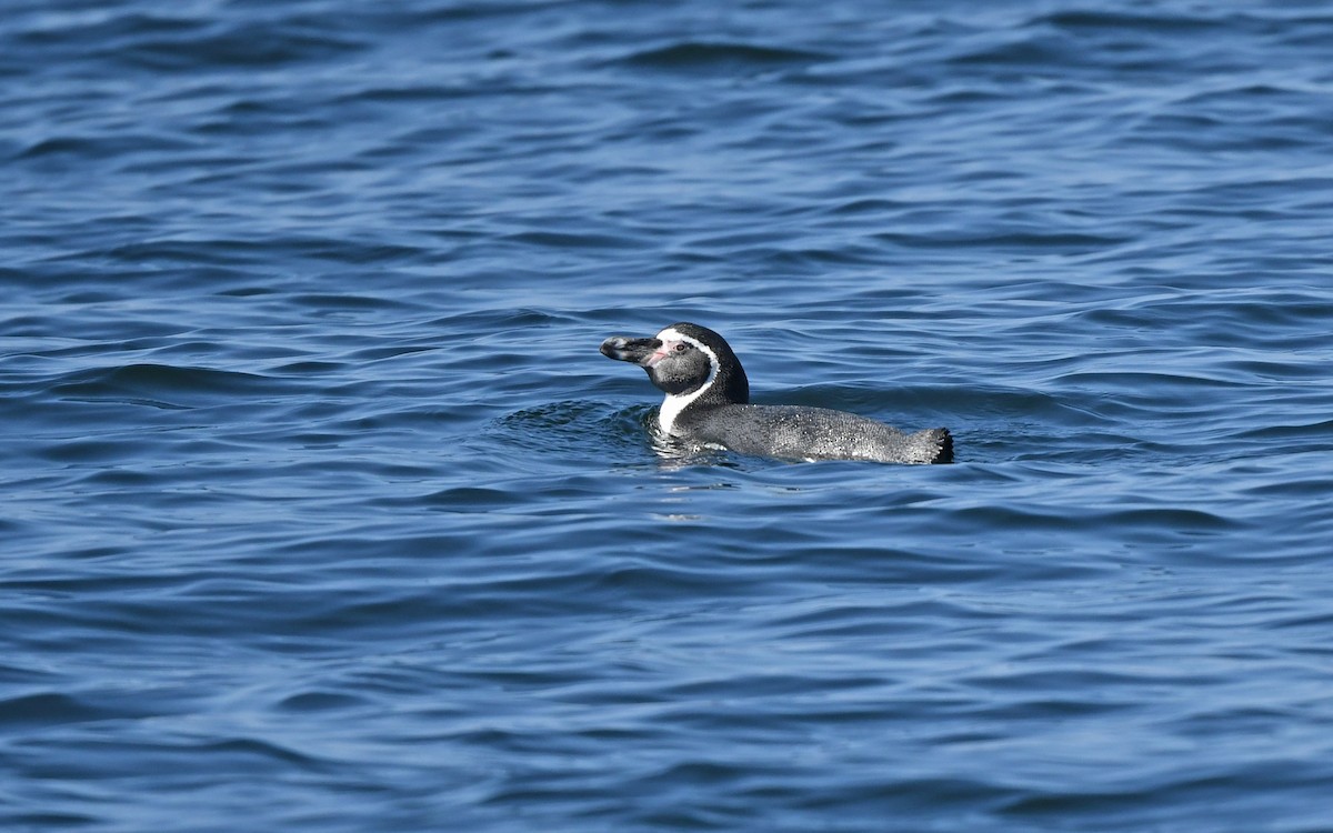 tučňák Humboldtův - ML619438172